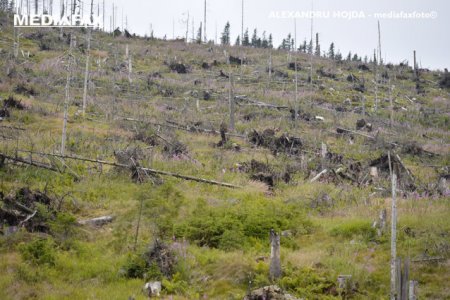 Padurile montane dispar intr-un ritm alarmant. 78,1 milioane de hectare, pierdute in doar 18 ani
