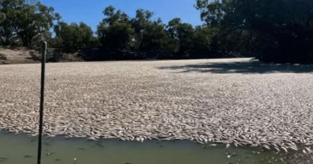Milioane de pesti morti plutesc pe un fluviu din sud-estul <span style='background:#EDF514'>AUSTRAL</span>iei: Este cu adevarat oribil! VIDEO