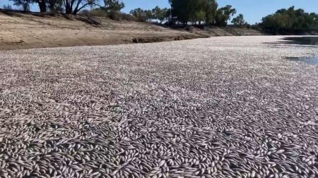Milioane de pesti au murit intr-un rau din Australia. Care este cauza