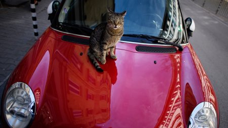 Un barbat si-a dat in judecata vecinul din cauza ca pisica acestuia i-a zgariat masina, in Austria