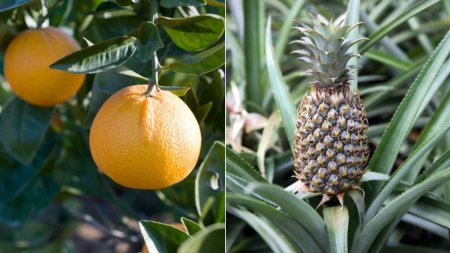 Gradini tropicale cu <span style='background:#EDF514'>ANANA</span>s si portocale la Sibiu | Se cauta specialisti care sa ingrijeasca serele
