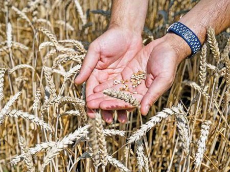 In Romania sunt de 2,5 ori mai multe firme care cultiva cereale decat cele care fac zootehnie: in Braila raportul este de 11 la 1 si in Teleorman de 10 la 1