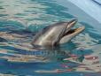 Franta interzice pescuitul in Golful Biscaya deoarece delfinii sunt in pericol de disparitie