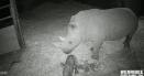 Un pui de rinocer alb s-a nascut la un Zoo din <span style='background:#EDF514'>AUSTRALIA</span>. Reactia mamei, ingrijoratoare