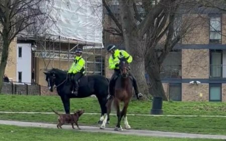 Momentul socant in care un caine scapat de sub control ataca doi cai de politie | Video