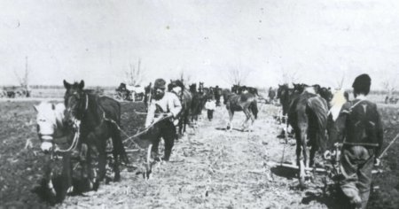 Reforma agrara din 1945, primul pas spre colectivizare: painea s-a scumpit de trei ori si cinci tarani munceau la o coasa