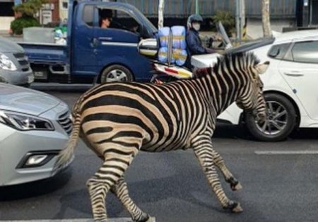 O zebra a evadat de la o gradina zoologica din capitala sud-coreeana Seul