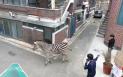 Aventura unei zebre evadate de la zoo. Animalul s-a plimbat pe strazi ore bune pana s-a blocat | <span style='background:#EDF514'>GALERI</span>E FOTO