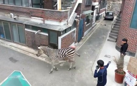 Aventura unei zebre evadate de <span style='background:#EDF514'>LA ZOO</span>. Animalul s-a plimbat pe strazi ore bune pana s-a blocat | GALERIE FOTO