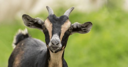 Animale de <span style='background:#EDF514'>LA ZOO</span>, gatite de Anul Nou. La ordinul cui au fost ucise patru capre rare in Mexic