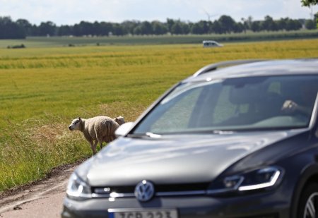 Șofer roman prins cu patru oi si un miel pe bancheta din spate a masinii, la un control pe o sosea de langa Bruxelles