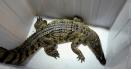 Descoperire socanta intr-o casa din SUA: tanar mort si un copil printre serpi veninosi si un crocodil