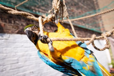 Criminal prins dupa ce un papagal i-a repetat numele