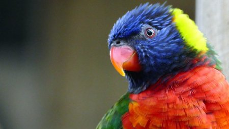 Un papagal din India a ajutat autoritatile sa identifice un tanar care si-a ucis matusa