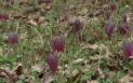 Au inflorit lalele pestrite, una dintre cele mai rare plante din Romania. Unde creste aceasta specie ocrotita prin lege