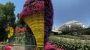 Cea mai mare gradina de flori din lume: Dubai Miracle Garden