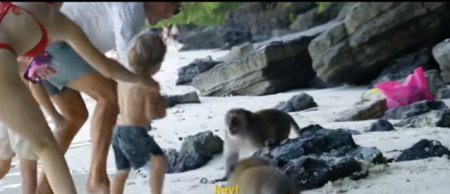 Atacul maimutelor pe o plaja din Thailanda: un tata a fost nevoit sa-si apere fiul cel mic