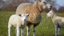 Aproape 100 de oi au murit in flacari intr-o stana din Tulcea