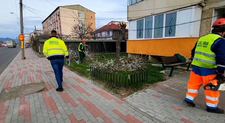 Primarul din Piatra <span style='background:#EDF514'>NEAM</span>t taie peste 200 de pomi fructiferi pe motiv ca pateaza asfaltul. In locul lor vom planta arbori ornamentali