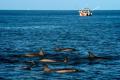 S-au deschis dosare de hartuire a delfinilor impotriva a 33 de inotatori in Hawaii