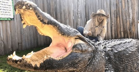 Bomba-sexy are grija de crocodili! Barbatii nu ma vor pentru ca le este frica de jobul meu