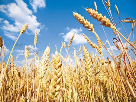Polonia si alte tari cer Uniunii Europene mecanisme pentru exportul cerealelor ucrainene