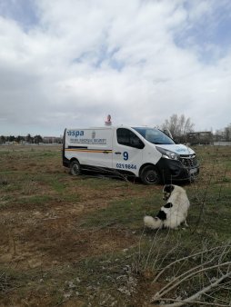 ASPA Bucuresti: Peste 100 de caini au fost capturati din sectoarele 5 si 6 in aceasta luna