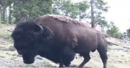 O pereche de bizoni americani este noua achizitie a Gradinii Zoologice din Craiova