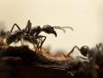 Cum au cucerit furnicile lumea. Exista peste 14.000 de specii diferite, pe intreg globul