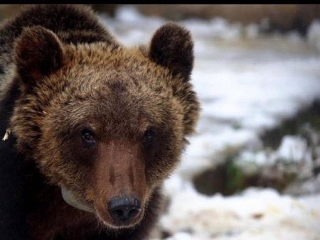 Un urs a facut ravagii la o ferma din Harghita, omorand aproape 50 de animale