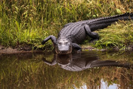 <span style='background:#EDF514'>COPIL GASIT MORT</span> in gura unui aligator in Florida, aruncat intentionat in lac de tatal sau