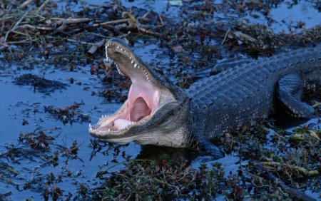 O <span style='background:#EDF514'>FETITA DE 11 ANI</span> a fost ucisa de un crocodil in timp ce lua apa dintr-un rau. Avertismentul autoritatilor
