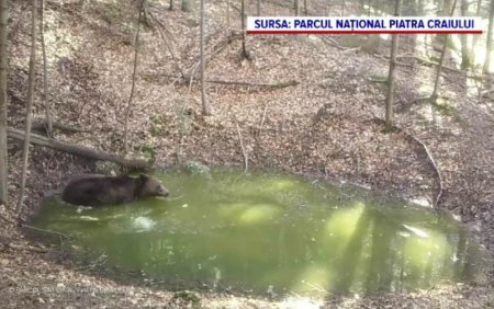 Animalele din padure au improvizat o piscina unde se balacesc zilnic, in Parcul National Piatra Craiului | VIDEO