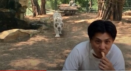 Momentul in care un tigru alb de <span style='background:#EDF514'>LA ZOO</span> Beijing ataca un turist care isi savura inghetata. Cum se termina totul