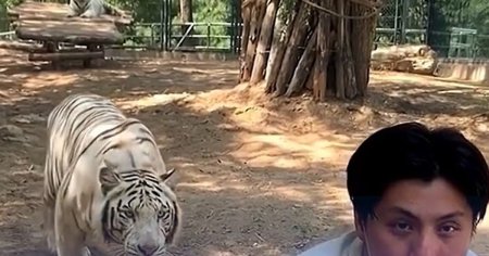 Momentul in care un tigru alb de <span style='background:#EDF514'>LA ZOO</span> Beijing ataca un turist. Cum se incheie scena VIDEO