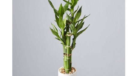 Ce este bambusul norocos si cum sa-l ingrijiti