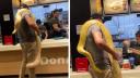 Imagini cu un barbat care s-a dus la un fast-food din Tg. Mures cu un piton urias infasurat in jurul gatului. Reactia politiei