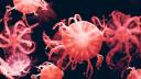 Cum arata meduza cu 24 de ochi descoperita recent | Este inrudita cu cea mai veninoasa <span style='background:#EDF514'>CREATURA</span> marina din lume