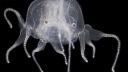 Meduza cu 24 de ochi descoperita recent, inrudita cu cea mai veninoasa <span style='background:#EDF514'>CREATURA</span> marina din lume