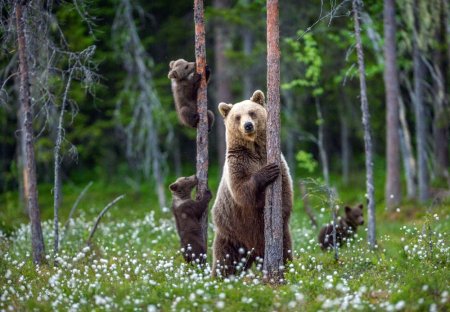 Ministerul Mediului a publicat ordinul prin care impune din nou cote de vanatoare a ursilor. 486 de animale ar urma sa fie impuscate