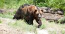 Tanczos Barna: 560 de interventii la specia de urs brun in anul 2021. 4% au vizat eliminarea ursilor periculosi