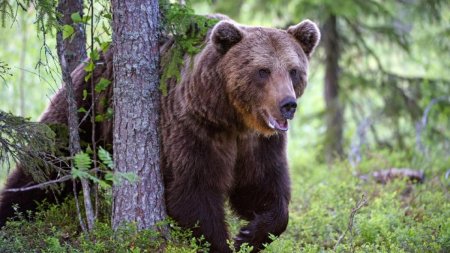 Ministerul Mediului trebuie sa despagubeasca cu 100.000 de lei un barbat care a fost mutilat de urs