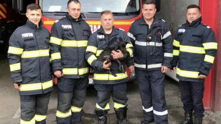 Un pui de catel de cateva luni, care a cazut intr-un loc plin cu smoala si plangea, salvat de pompierii din Sibiu