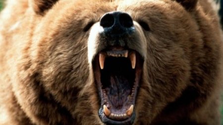 Ro-Alert: Ursii au iesi pe strazi in trei localitati din Prahova
