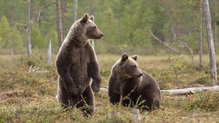 Ursi in trei localitati din Prahova. Echipajele SMURD au fost trimise sa asigure zonele
