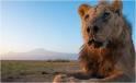 Loonkiito, unul dintre cei mai batrani lei din lume, a murit. A fost ucis de <span style='background:#EDF514'>PASTORI</span>, dupa ce a intrat intr-un sat din Kenya sa caute mancare