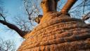 Care este vocea unuia dintre cei mai batrani copaci de pe Pamant? Un inginer de sunet a inregistrat-o intr-o padure din SUA