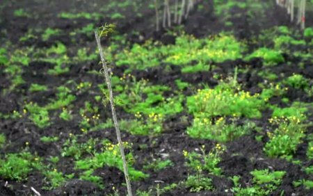 Agro-silvicultura castiga teren si in Romania. Un fermier din Timis a plantat 6.000 de <span style='background:#EDF514'>PLOPI</span> printre randurile de porumb