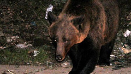 S-a dat alarma la Sibiu: Un urs a fost vazut in zona Calea Cis<span style='background:#EDF514'>NADIEI</span>