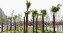 Primaria Sectorului 3 va planta palmieri in continuare. Hala Laminor devine o adevarata gradina botanica